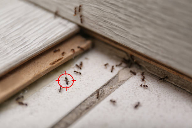 Best Rat Extermination Near Me  in Rose Hill, KS