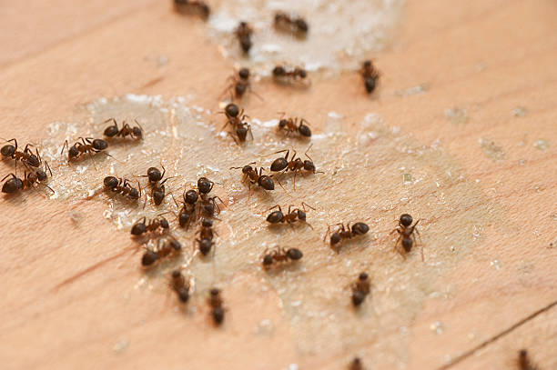 Best Pest Removal Services  in Rose Hill, KS